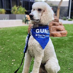 Gumby Banner Thunderbird's facility dog